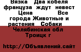  Вязка ! Два кобеля француза ,ждут  невест.. › Цена ­ 11 000 - Все города Животные и растения » Собаки   . Челябинская обл.,Троицк г.